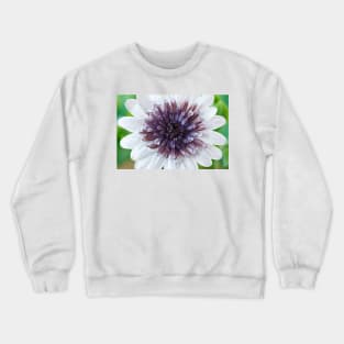 Osteospermum  Flower Power Double Series  Double White Crewneck Sweatshirt